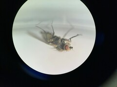 Phytomyza syngenesiae