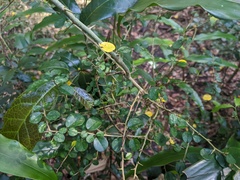 Maclura cochinchinensis