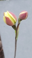 Thelymitra antennifera