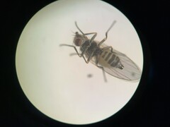 Phytomyza syngenesiae