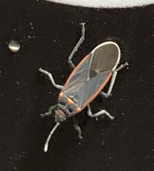 Melacoryphus lateralis