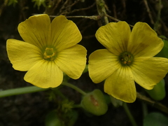 Oxalis megalorrhiza