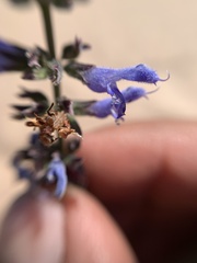 Salvia connivens