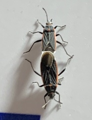 Melacoryphus lateralis