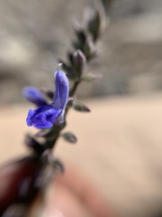 Salvia connivens