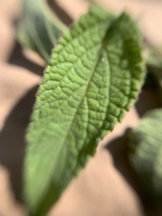 Salvia connivens