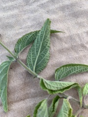 Salvia connivens