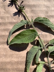 Salvia connivens