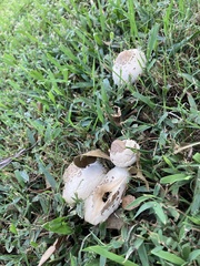 Chlorophyllum molybdites image