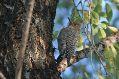 Sphyrapicus thyroideus