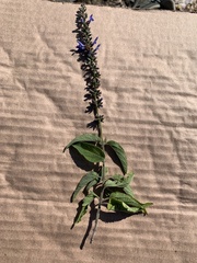 Salvia connivens