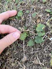 Modiola caroliniana