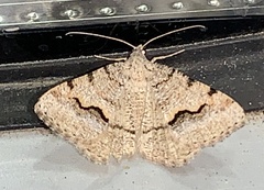 Frederickia s-signata