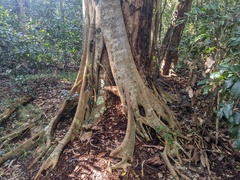 Ficus watkinsiana