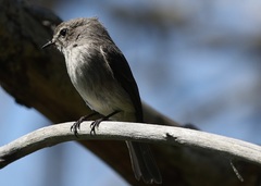 Muscicapa adusta adusta