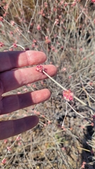 Eriogonum elongatum