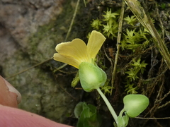 Oxalis megalorrhiza