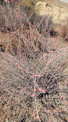 Eriogonum elongatum