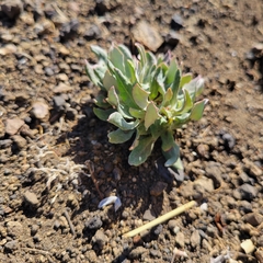 Eriogonum elongatum