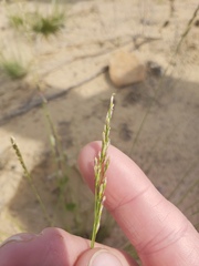 Piptatheropsis pungens