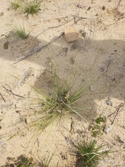 Piptatheropsis pungens