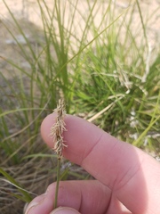 Carex siccata