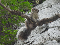 Sciurus alleni