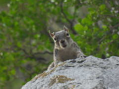 Sciurus alleni
