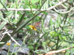 Anthanassa texana texana