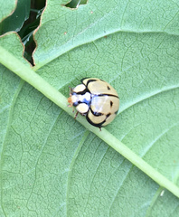 Harmonia testudinaria