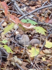 Glaucomys sabrinus