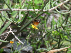 Anthanassa texana texana