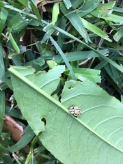 Harmonia testudinaria