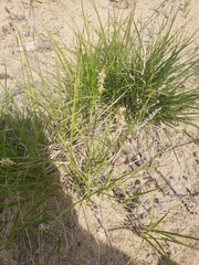 Carex siccata