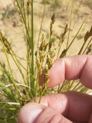 Carex siccata