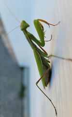 Mantis religiosa