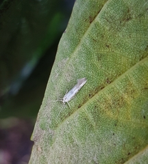 Stathmopoda horticola