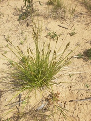 Carex siccata