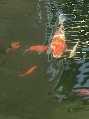 Cyprinus rubrofuscus