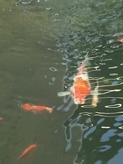 Cyprinus rubrofuscus