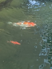 Cyprinus rubrofuscus