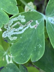 Phytomyza minuscula group