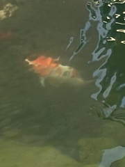 Cyprinus rubrofuscus