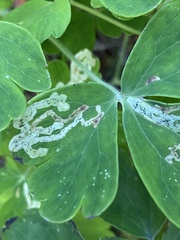 Phytomyza minuscula group