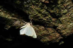 Idiochlora minuscula