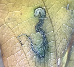 Stigmella saginella