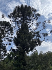 Araucaria