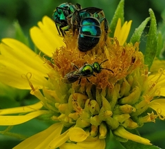 Agapostemon texanus
