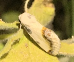 Acontia cretata