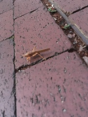 Pyrgocorypha uncinata